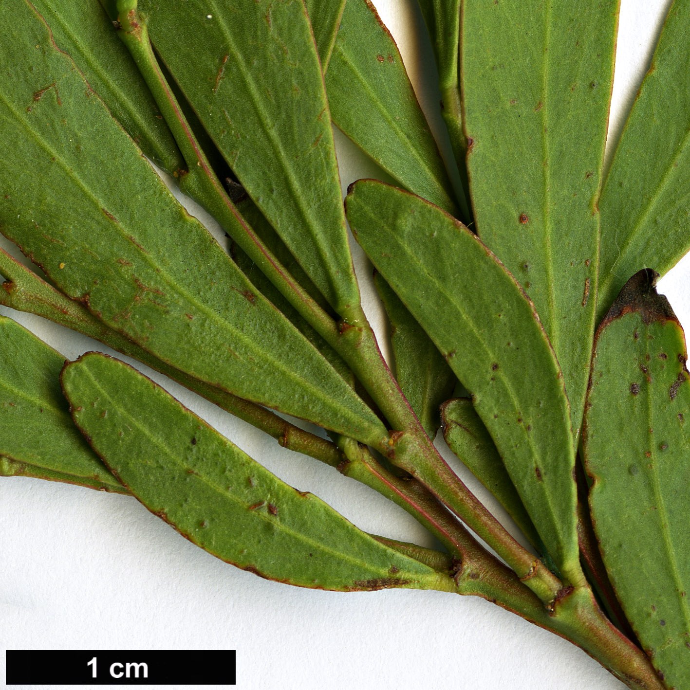High resolution image: Family: Fabaceae - Genus: Acacia - Taxon: microcarpa